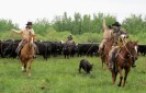 Ranch Roping in Alberta